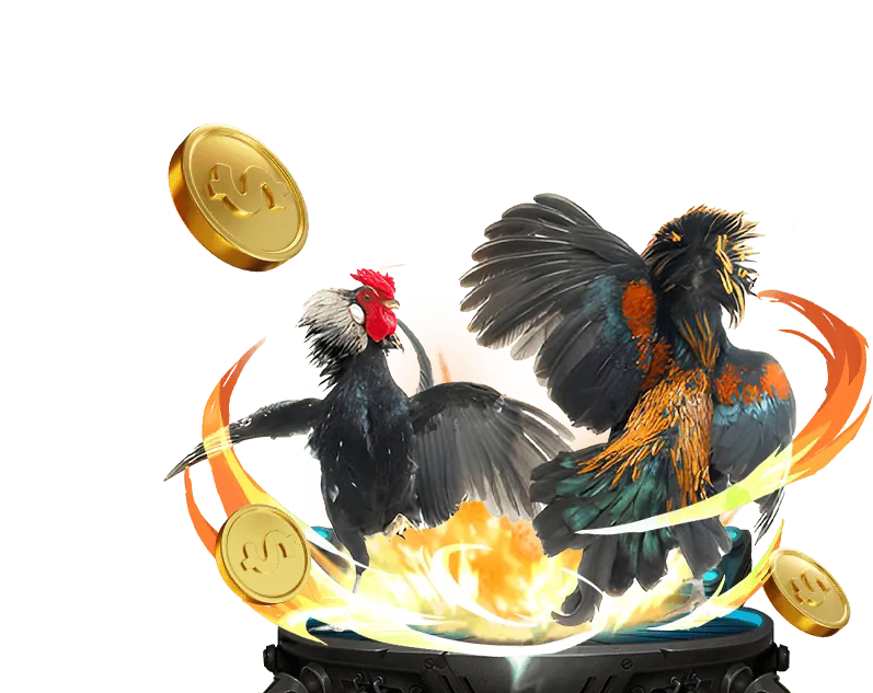 Đa dạng trận đấu đá gà tại ku3933 net